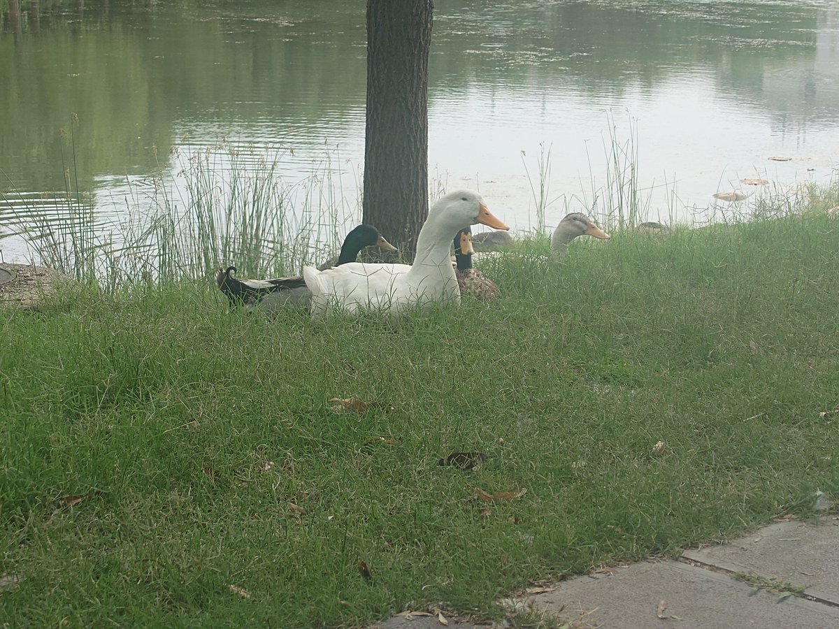 wngzchn11's tweet photo. 🦆🪿 https://t.co/ishrMVZUBw