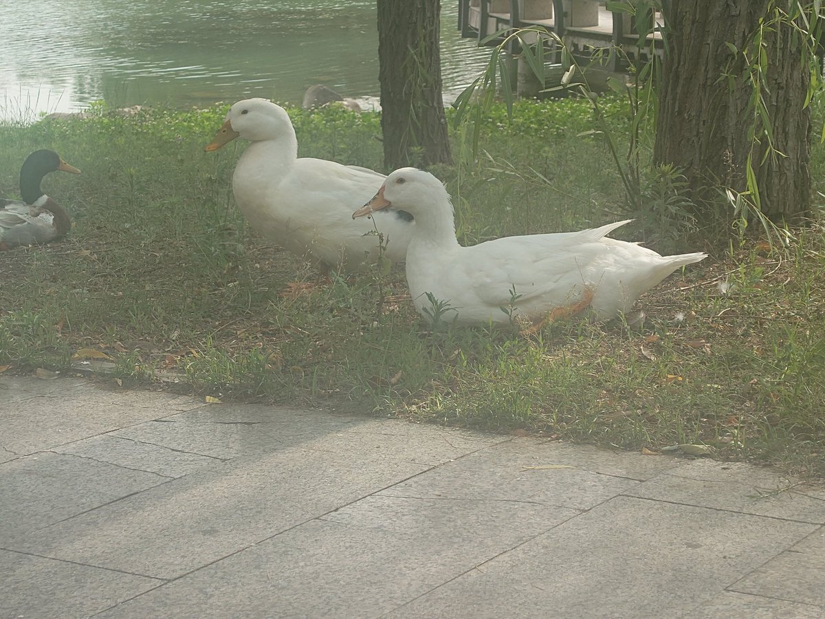 wngzchn11's tweet photo. 🦆🪿 https://t.co/ishrMVZUBw
