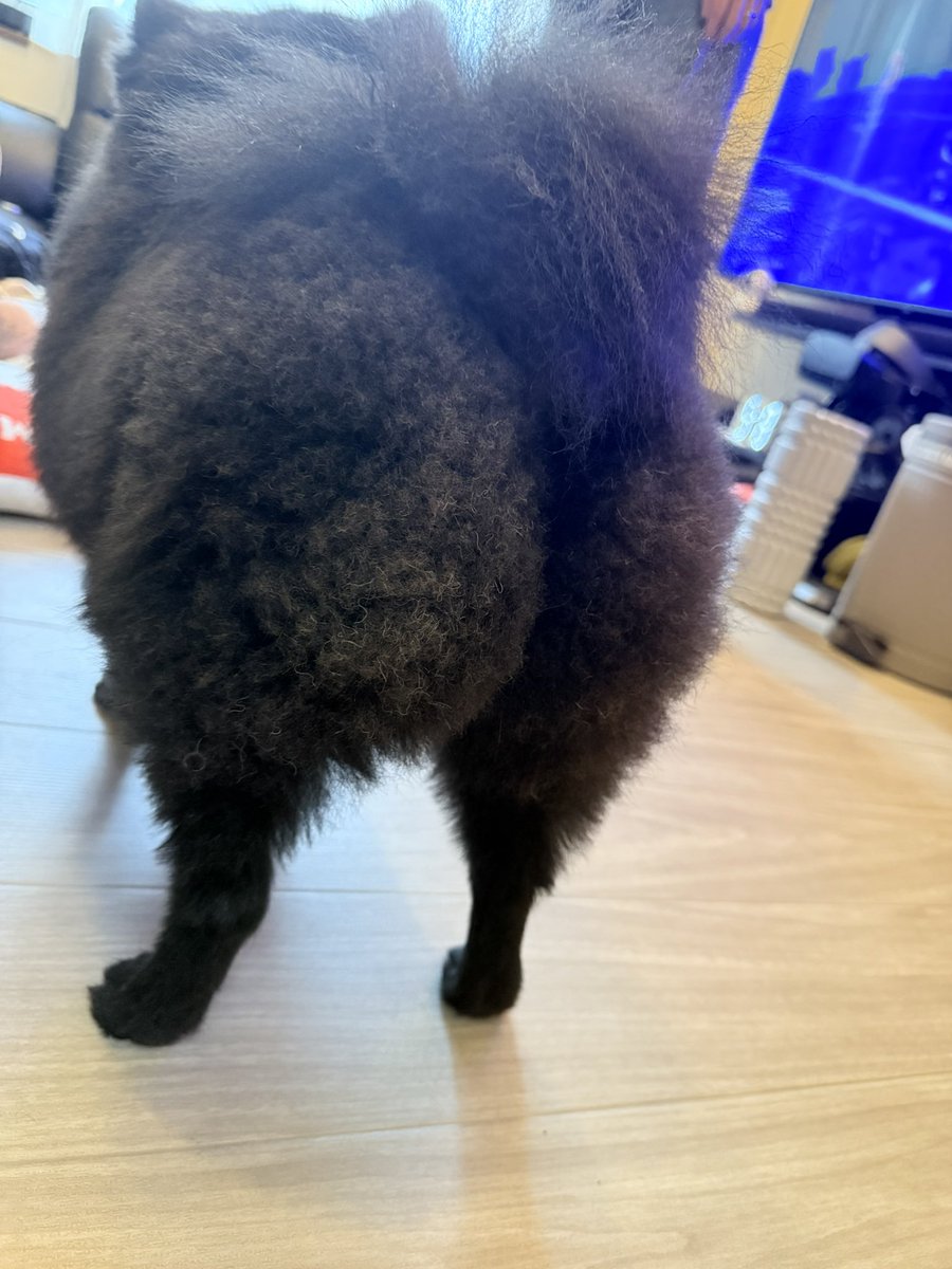 瀬戸ぽんず（最強）🐼🍓Vsinger (@buntanoyome) / Posts / X