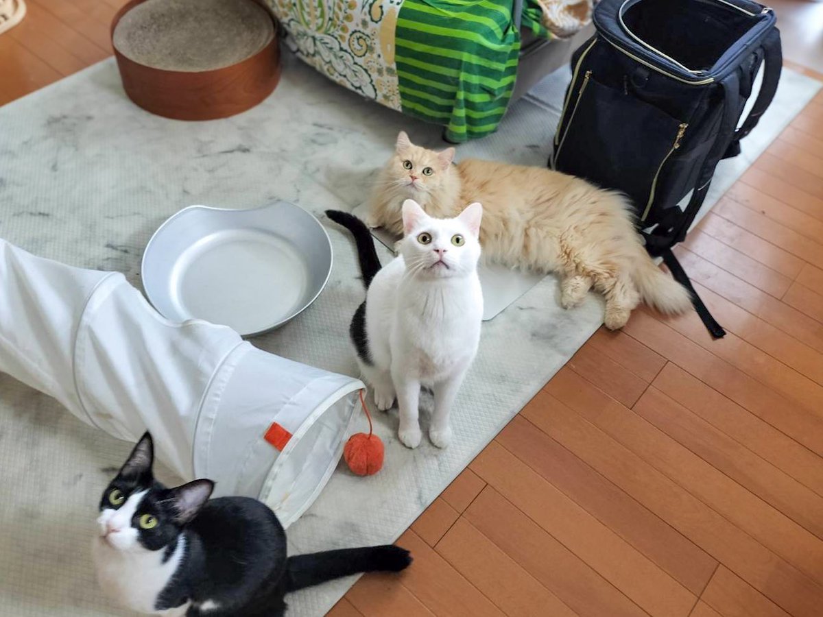 kedamab's tweet photo. 猫じゃらしでオールスター✨ https://t.co/zaLp0mVs57