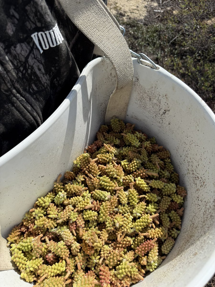 BasedSupps's tweet photo. The harvest goes on https://t.co/hHl5CE2jg0