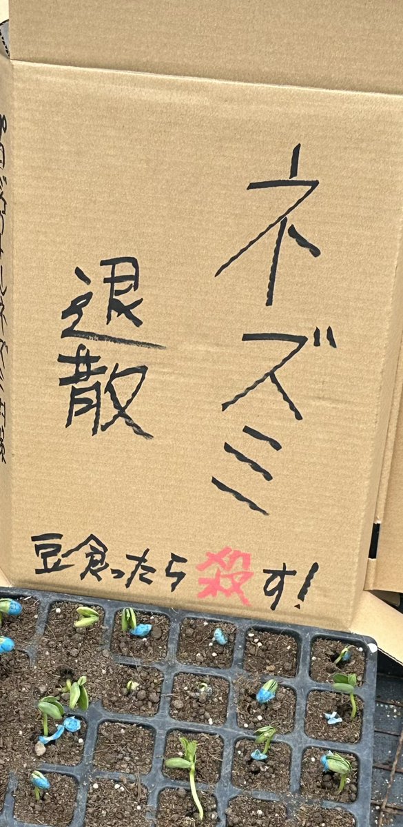 Quantum44_NJ's tweet photo. ハムスター愛好家としては齧歯類を無闇に殺したくないので、農家の大敵であるネズミに対しても可能な限り説得でなんとかするフレンドリーでサステナボーでピースフルな施策を講じております。 https://t.co/dvJUUumaCs