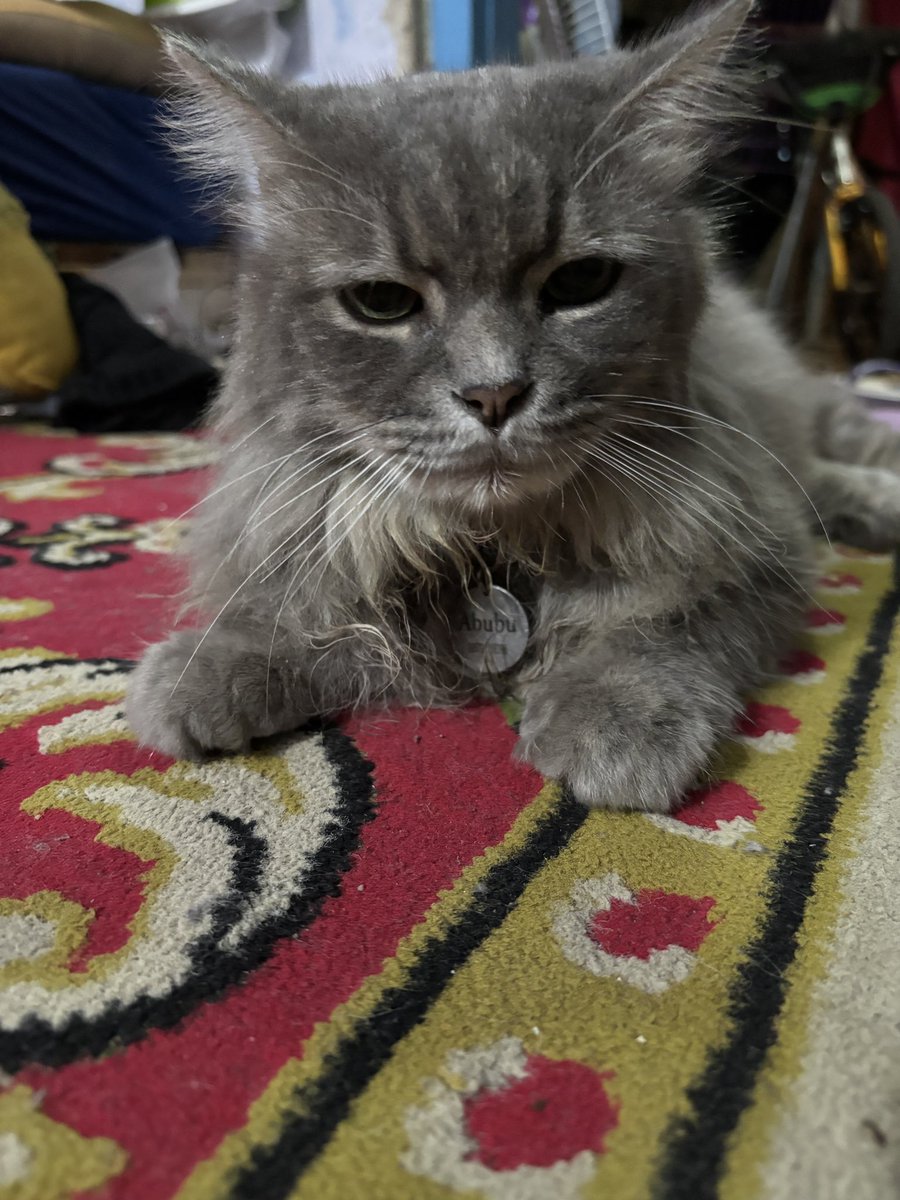 OktrinTrin's tweet photo. X do your magic

ini kucingku namanya Abubu, hilang di sekitaran rumah dari semalam (4/6/26) gak pulang. dia kucing outdoor udah steril (ada eartip kecil ditelinga kanan) main gak pernah jauh2 dari rumah (area Villa Bukit Tidar, Malang). https://t.co/i8IE4RU5Tx