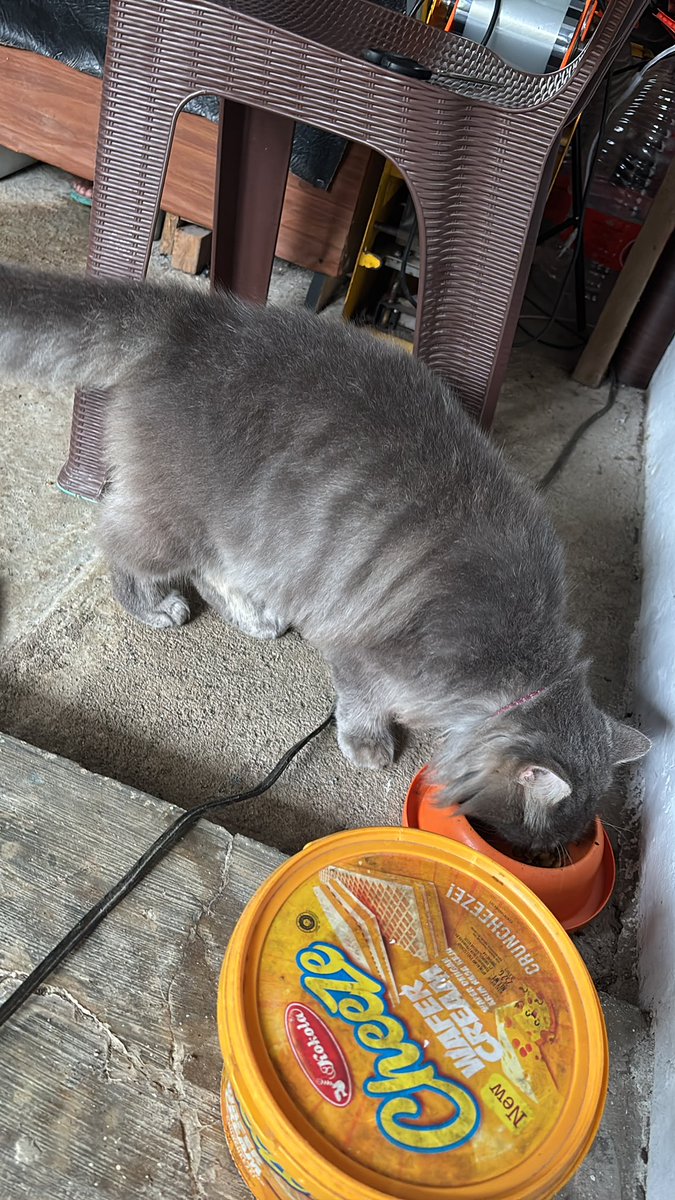 OktrinTrin's tweet photo. X do your magic

ini kucingku namanya Abubu, hilang di sekitaran rumah dari semalam (4/6/26) gak pulang. dia kucing outdoor udah steril (ada eartip kecil ditelinga kanan) main gak pernah jauh2 dari rumah (area Villa Bukit Tidar, Malang). https://t.co/i8IE4RU5Tx