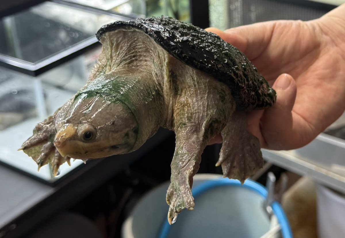 FReptiles's tweet photo. 【2026.6.14  RBM出品生体】

#ハラガケガメ
𝘊𝘭𝘢𝘶𝘥𝘪𝘶𝘴 𝘢𝘯𝘨𝘶𝘴𝘵𝘢𝘵𝘶𝘴
メキシコWCペア

2023.8月輸入個体。配合飼料餌付け済み。
WC個体の為若干の甲欠け指欠けあります。

現在店舗では『ありがとう９周年SALE』開催中です。もちろん当日もSALE価格で出品させて頂きます。

#RBM  
#ReptilBreedersMarket
