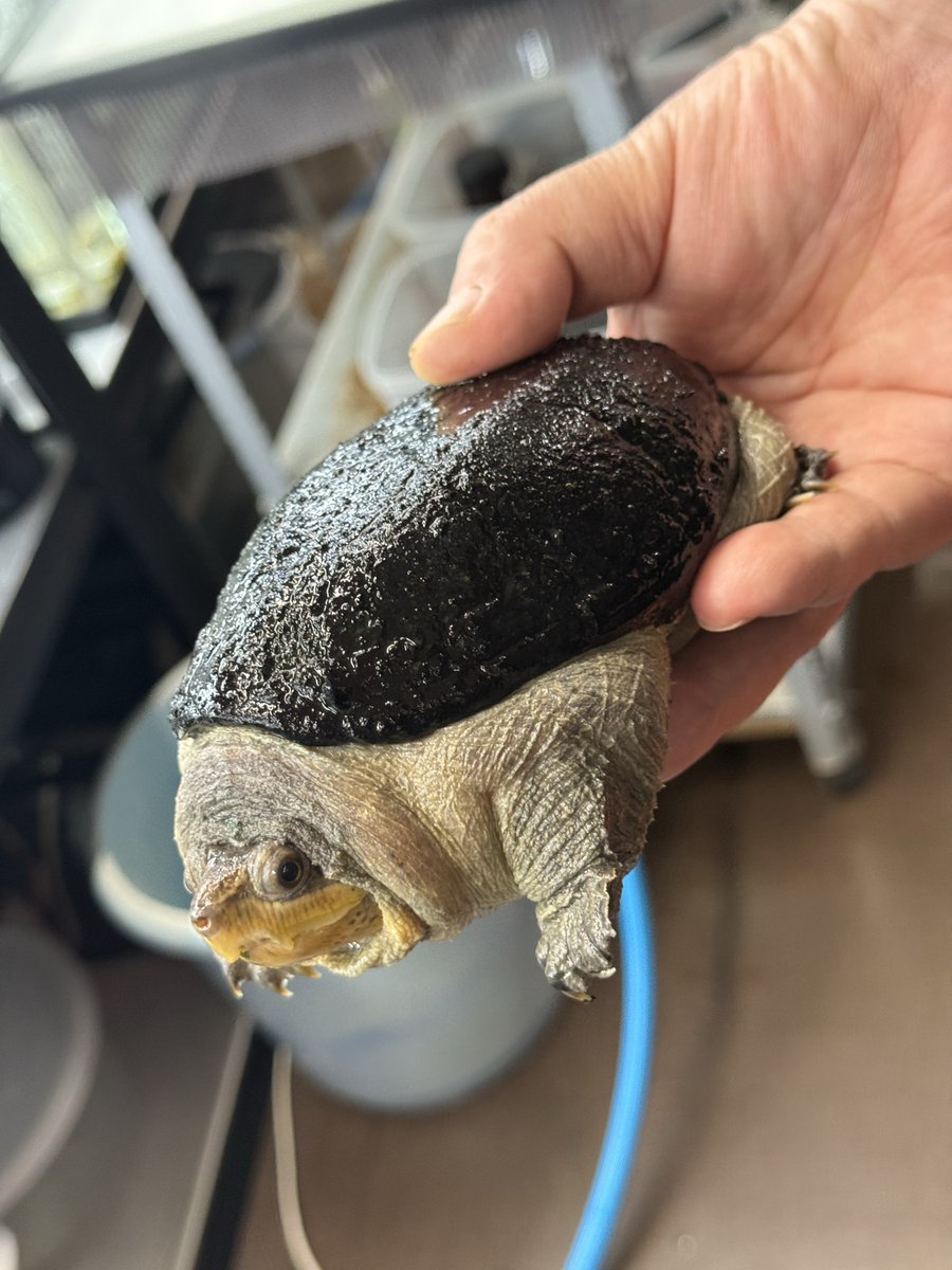 FReptiles's tweet photo. 【2026.6.14  RBM出品生体】

#ハラガケガメ
𝘊𝘭𝘢𝘶𝘥𝘪𝘶𝘴 𝘢𝘯𝘨𝘶𝘴𝘵𝘢𝘵𝘶𝘴
メキシコWCペア

2023.8月輸入個体。配合飼料餌付け済み。
WC個体の為若干の甲欠け指欠けあります。

現在店舗では『ありがとう９周年SALE』開催中です。もちろん当日もSALE価格で出品させて頂きます。

#RBM  
#ReptilBreedersMarket