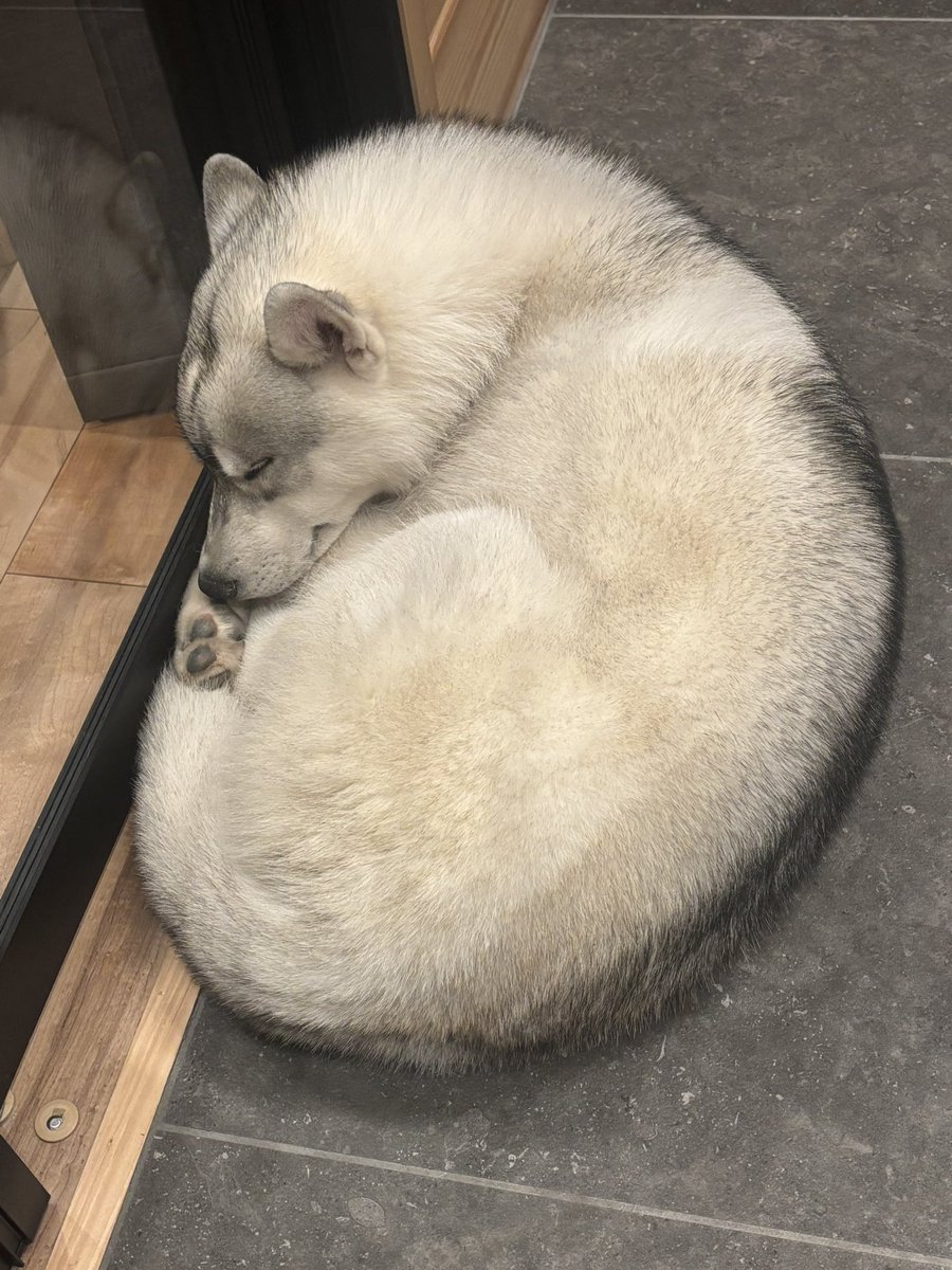 fukumaru_buna's tweet photo. ベーグル............🥯 https://t.co/M6zI5a3JAS