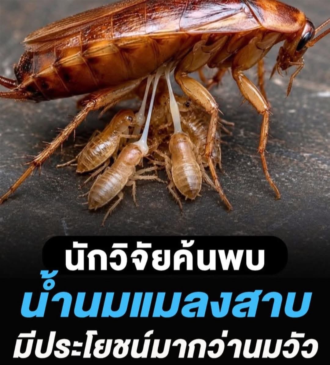 KM tweet media