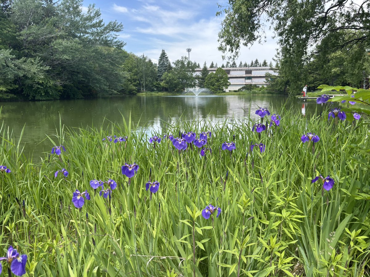 Green_Flower_C's tweet photo. 十勝池ではヒオウギアヤメが見頃を迎えています♪ 

ハナバチたちも忙しなく花粉を集めていますが、刺激しなければ人を刺すことはありません🐝

池のほとりにはコミスジというチョウが飛んでいました。白い3本筋があるのが特徴です！ https://t.co/Ukd9LAr2kE