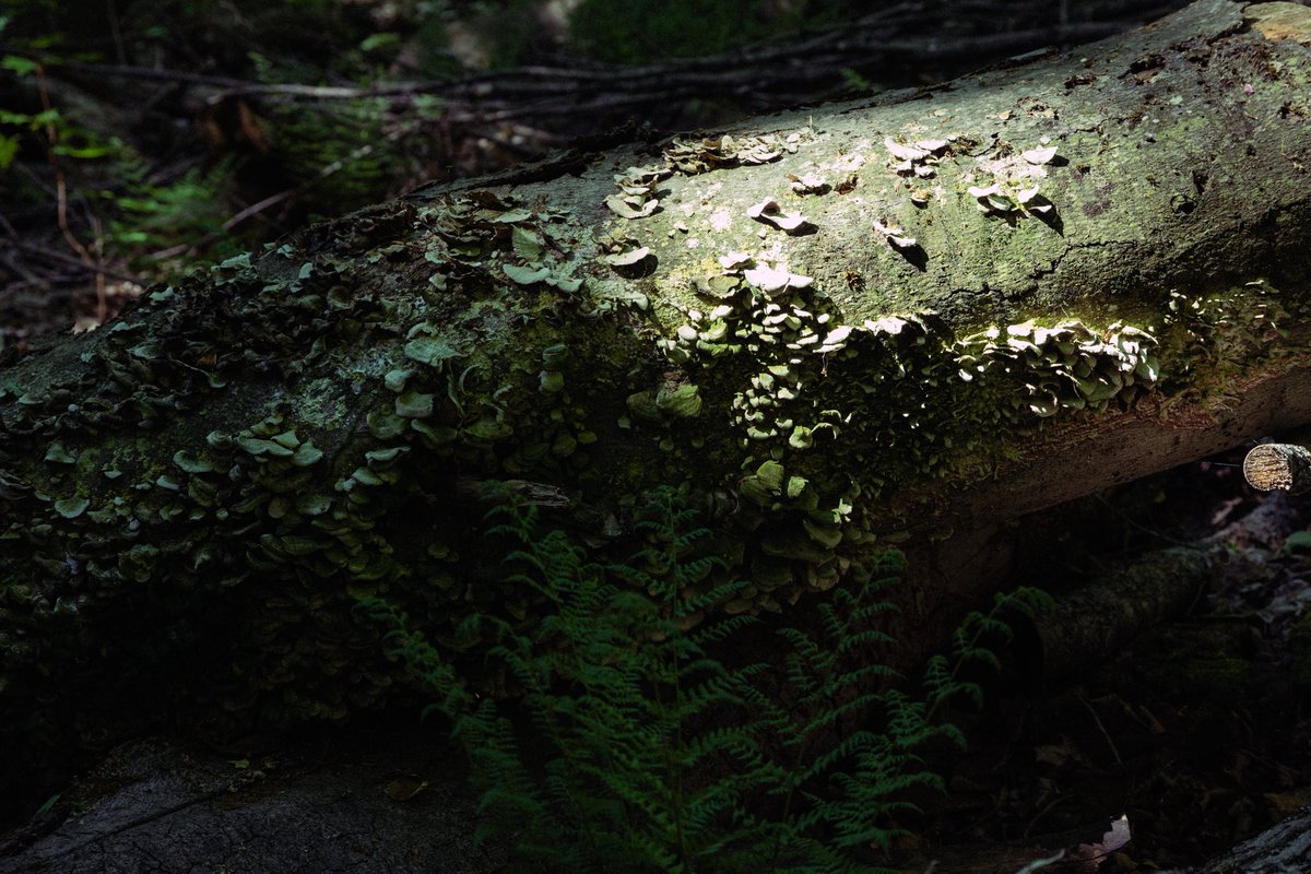 twashstarcrazy's tweet photo. from an old growth forest https://t.co/8a9mFLcvgr