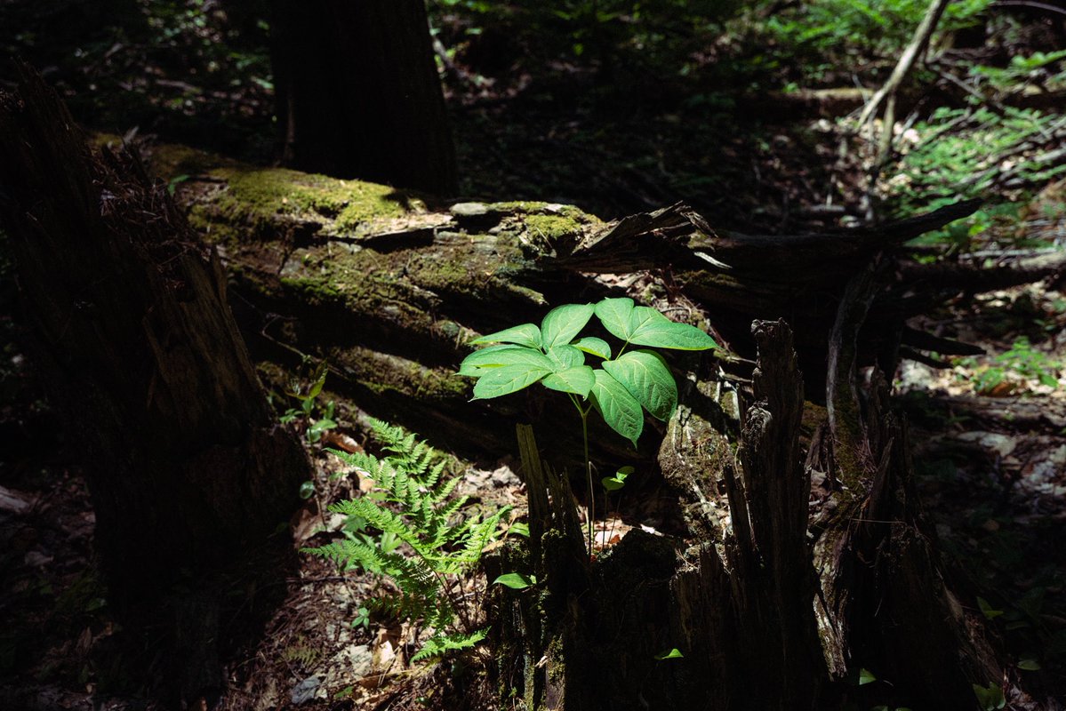 twashstarcrazy's tweet photo. from an old growth forest https://t.co/8a9mFLcvgr