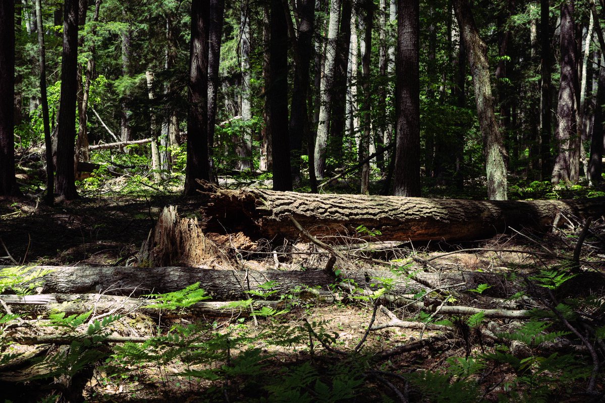 twashstarcrazy's tweet photo. from an old growth forest https://t.co/8a9mFLcvgr