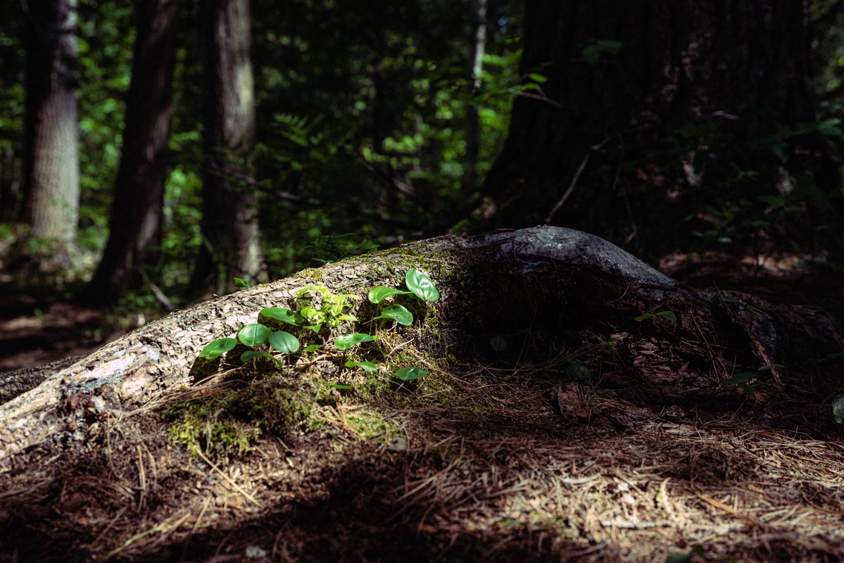 twashstarcrazy's tweet photo. from an old growth forest https://t.co/8a9mFLcvgr