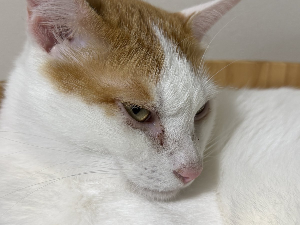 konabi's tweet photo. ねこ https://t.co/sGHBsgjzEV