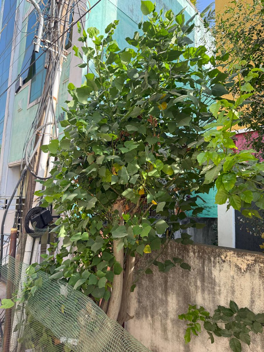 pnbalamurugan's tweet photo. We planted a home nursed MulluMurungai infront of @ramg_in house 5 years back. Today She grown a tall tree (Had multiple fashion hair cuts) &amp; helps Madambakkam Sudharshan Ngr residence. Goats &amp; Cows passing by always having a good feast. 
Happy #WorldEnvironmentDay #NowForClimate https://t.co/zofiS3KTBF