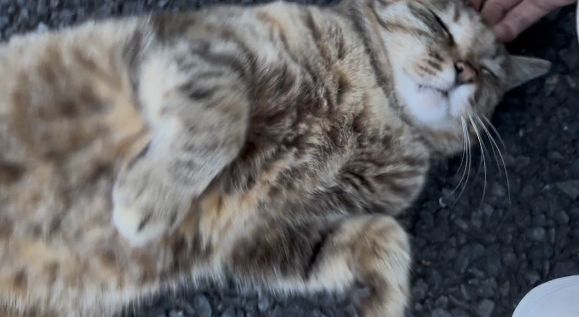 _harukoko's tweet photo. 昨日は2枚しか見せれなくてごめんね
たくさん猫見たかったよね https://t.co/xadw4Lfjpu