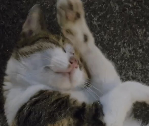 _harukoko's tweet photo. 昨日は2枚しか見せれなくてごめんね
たくさん猫見たかったよね https://t.co/xadw4Lfjpu