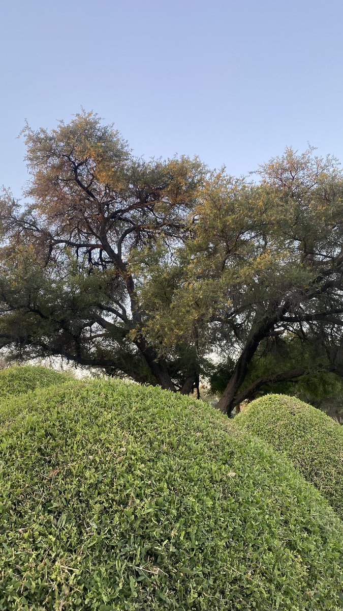 RealM0HD's tweet photo. Love the trees until their leaves fall off, then encourage them to try again next year. https://t.co/RmKhbS2d4P