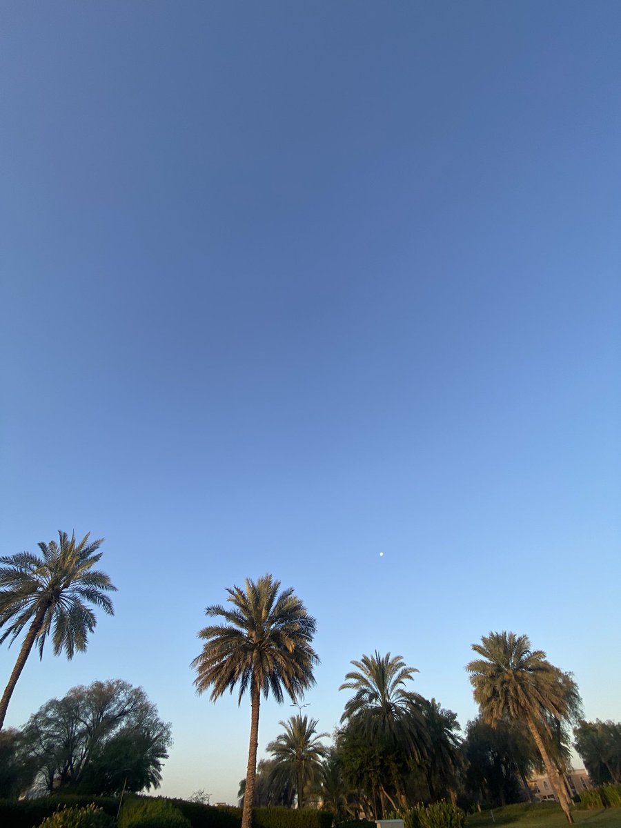 RealM0HD's tweet photo. Love the trees until their leaves fall off, then encourage them to try again next year. https://t.co/RmKhbS2d4P