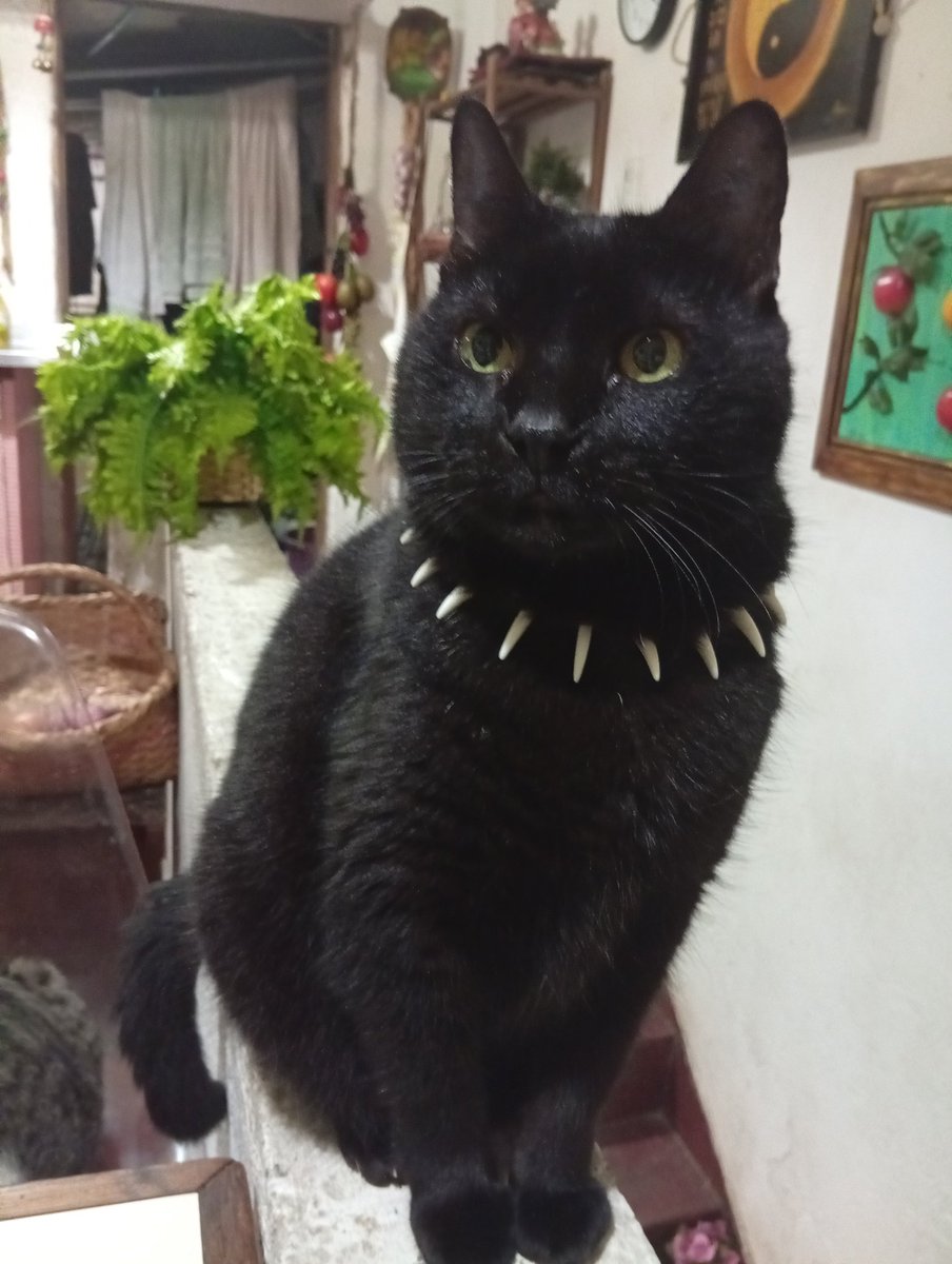 SaksuasilAniam's tweet photo. esse velho babão aqui tem 22 anos e nem sinal de bater as botas https://t.co/4glR1ByBcQ