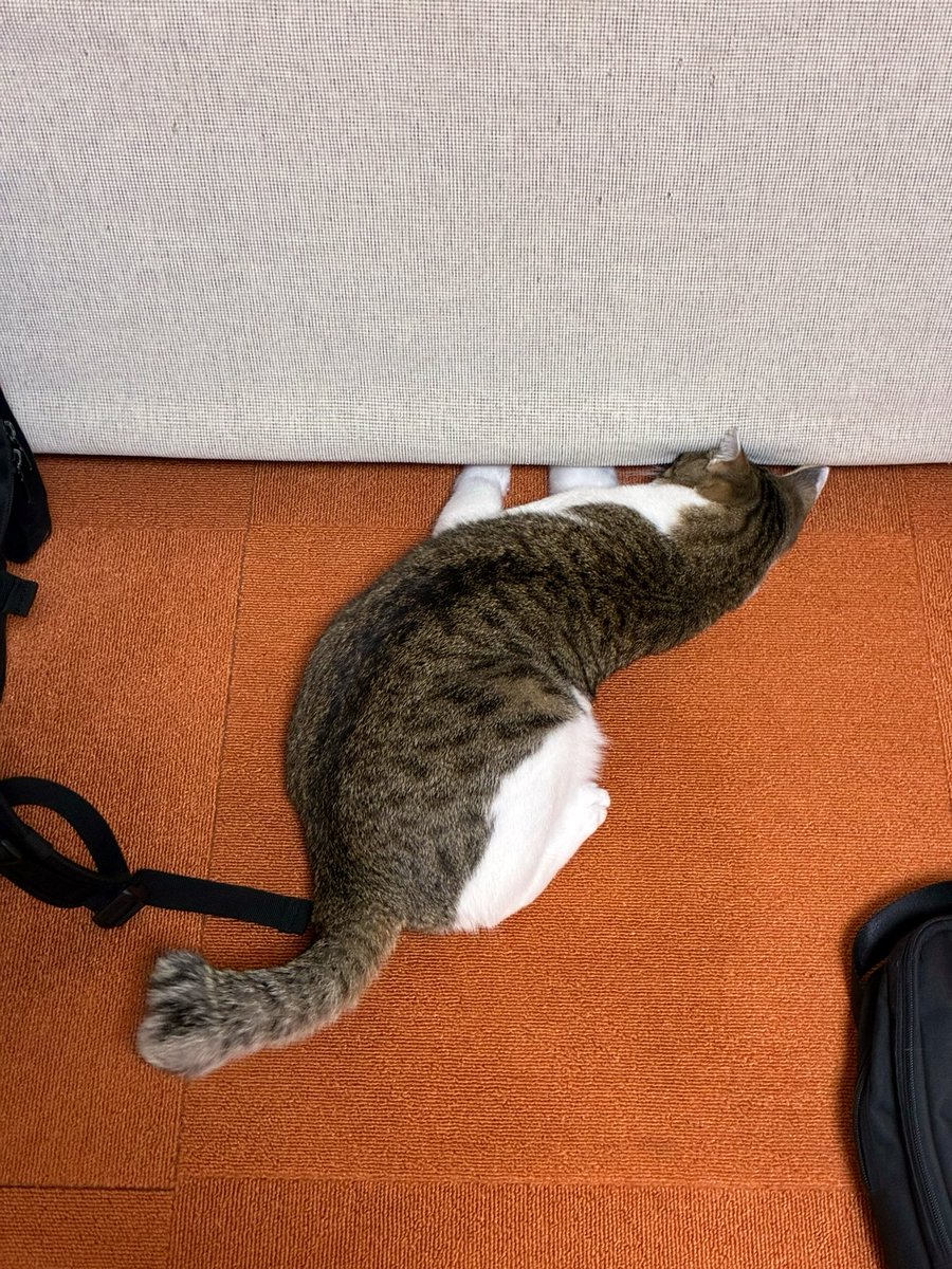 omc_kun's tweet photo. ひるもち　ソファの下にボール転がしちゃって取れないもち　ｳｺﾞｳｺﾞ https://t.co/jfJReqJY1C