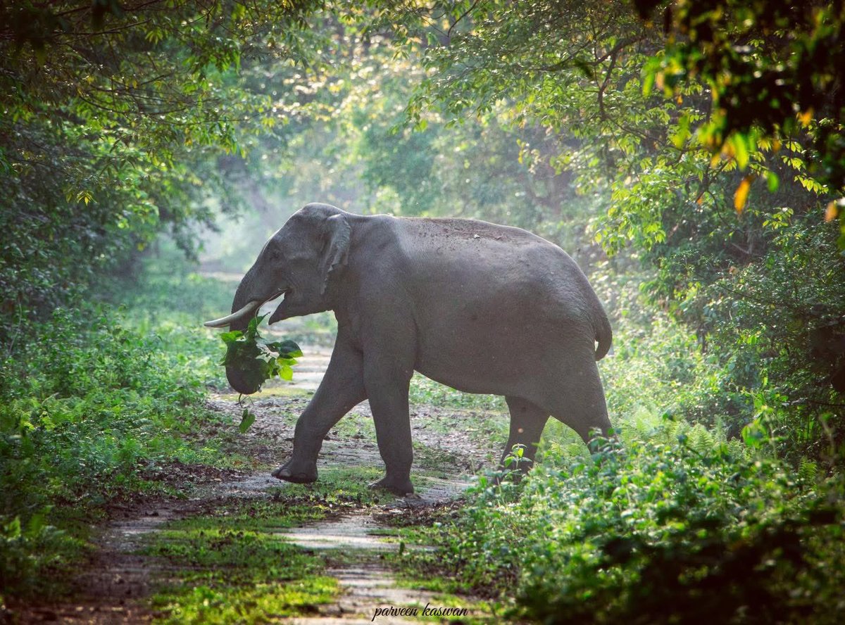 kunalrv's tweet photo. Greetings to all on World Environment Day. https://t.co/yVqNfZ0vrJ