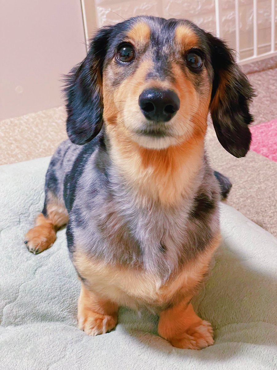 DappleNoel's tweet photo. 今日の愛犬。 https://t.co/aqKy7xOKOl