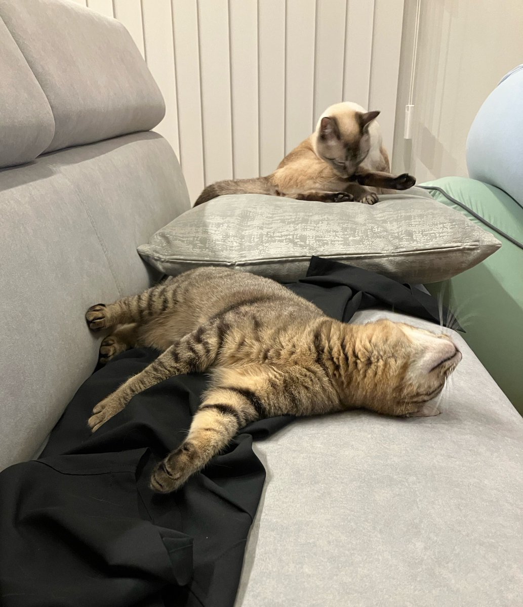 _roro_cat_'s tweet photo. 上着を置いておくと敷き布団にされる https://t.co/PEwUut5ZG0