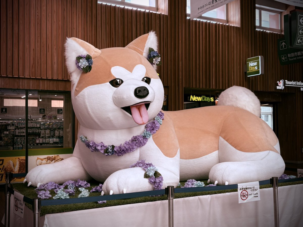 Beef39F's tweet photo. 某ラジオ番組の某ステッカーをゲットするためにデカ犬県に来ています
#秋田のしおり https://t.co/Lmz4IhMRIj