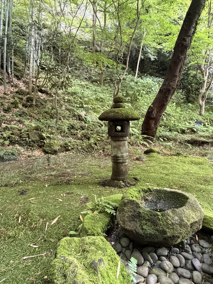 washer_86's tweet photo. 本日は報国寺
ミシュラン•グリーンガイド★★★

緑に癒されてきました🌱 https://t.co/BKX9c21cFE
