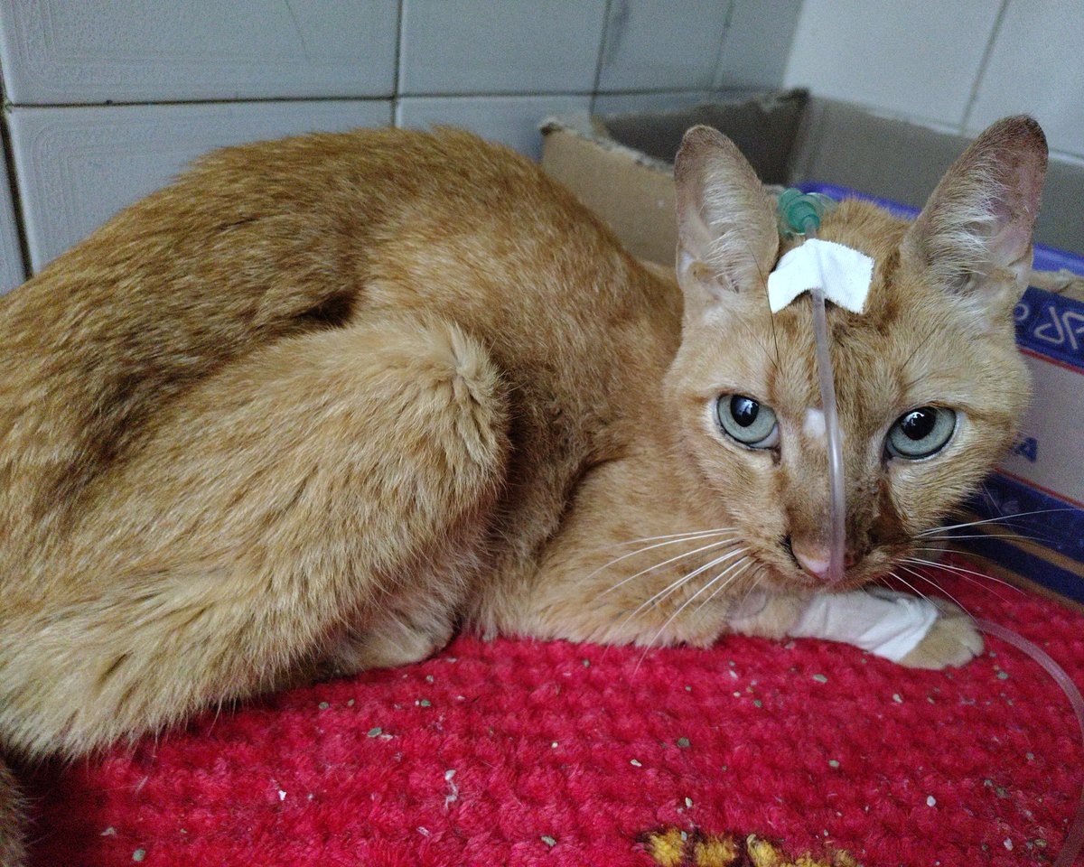 Ajudagatinhoste's tweet photo. Os gastos com o meu gato DRC já passam dos 10 mil, mais da metade nos meus cartões (estourados). Queria pedir ajuda pra conseguir quitar uma parte e me organizar pra arcar com os gastos mensais fixos dele que já são uma realidade 🥺

QUALQUER VALOR AJUDA:
🔑 ajudastefan@gmail.com https://t.co/oppoHx55xO