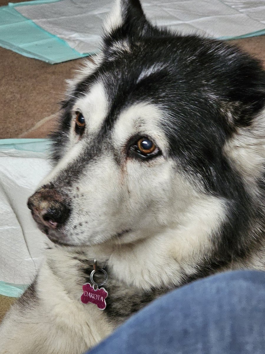 GAPPEDTRICKS's tweet photo. https://t.co/XzUtHb8Vq2 Wdym I'm never gonna see this face every morning or open my door to her laying outside of it :(( https://t.co/Nhfvbte6je