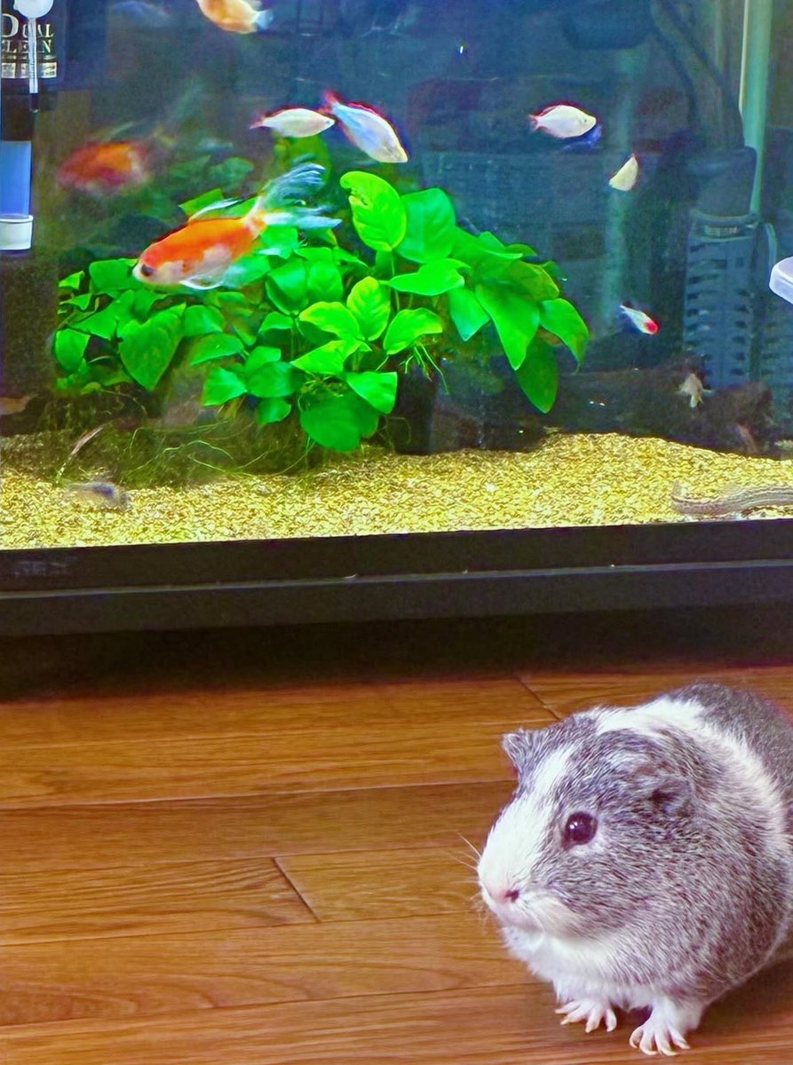 Arisa61515's tweet photo. たまには
お部屋を散歩させる🌱

#飼い主はお出かけしてきます☺️☀️ https://t.co/m2aUFFW6DP
