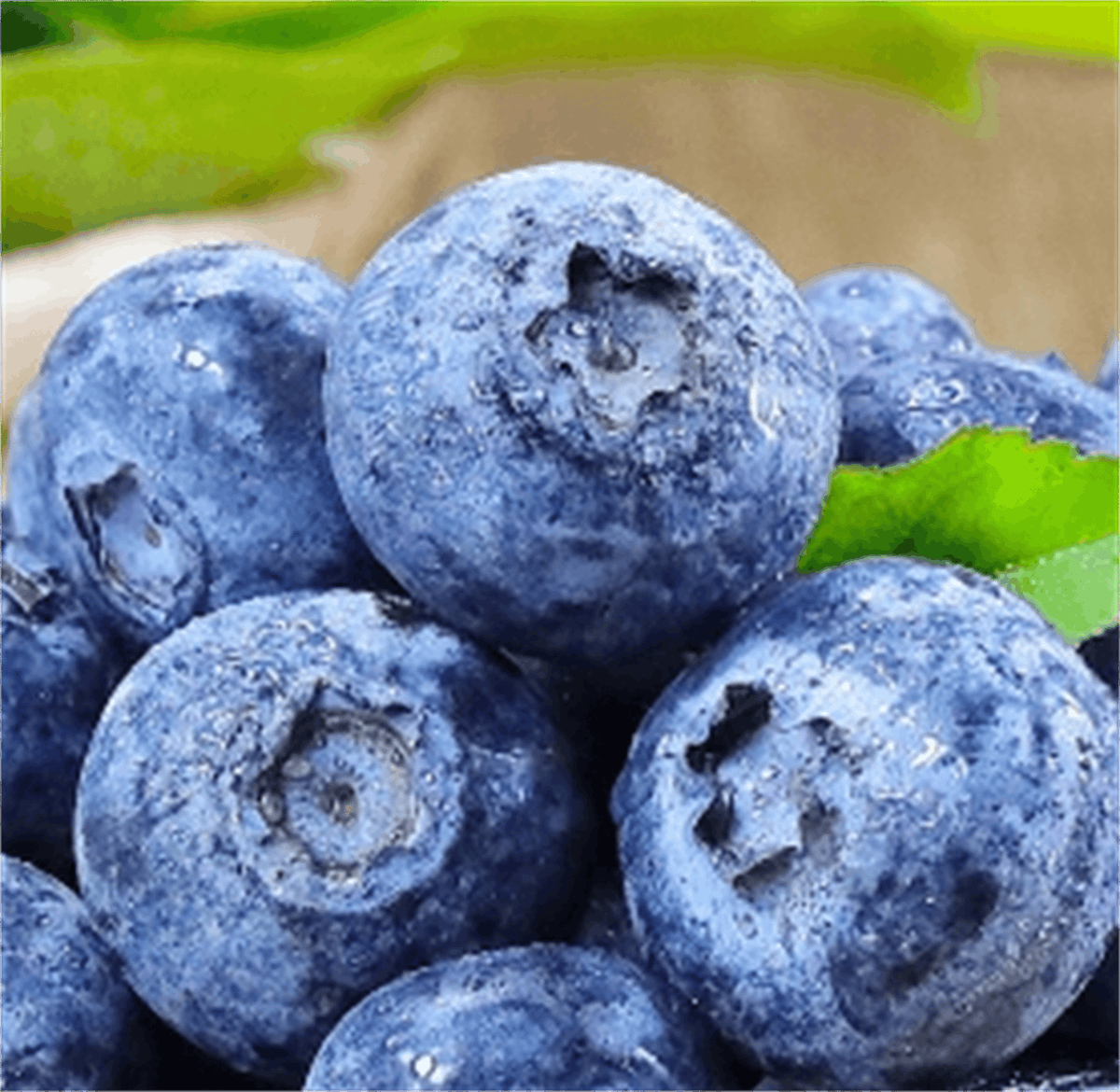 PWeemsDC's tweet photo. Fresh wild blueberries just hit the market! Plump, juicy, no weird aftertaste—perfect for yogurt or baking. 10/10 would recommend! https://t.co/s3hStNma3W