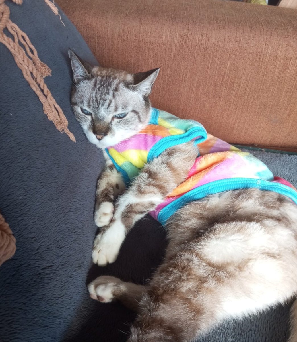 renafucci's tweet photo. Susu arco-íru passando pra desejar um feliz mês do orgulho pra quem não é RET******* e fica postando bosta de bi e trans e etc https://t.co/VHVOlApTZF