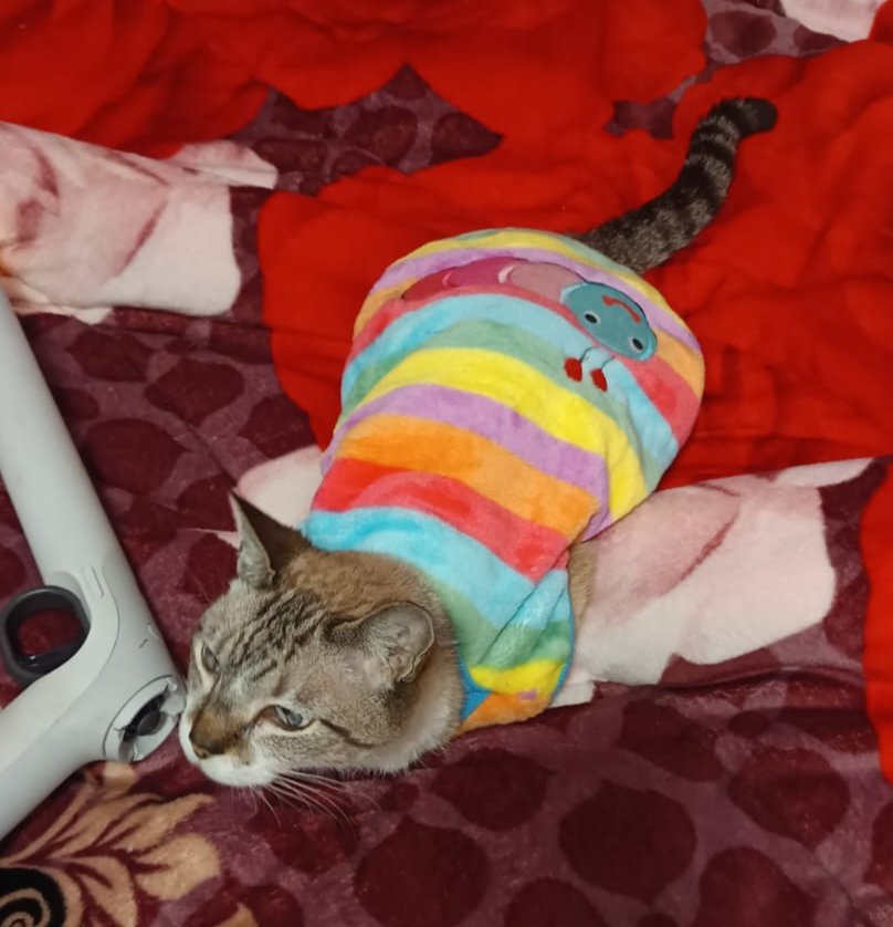 renafucci's tweet photo. Susu arco-íru passando pra desejar um feliz mês do orgulho pra quem não é RET******* e fica postando bosta de bi e trans e etc https://t.co/VHVOlApTZF
