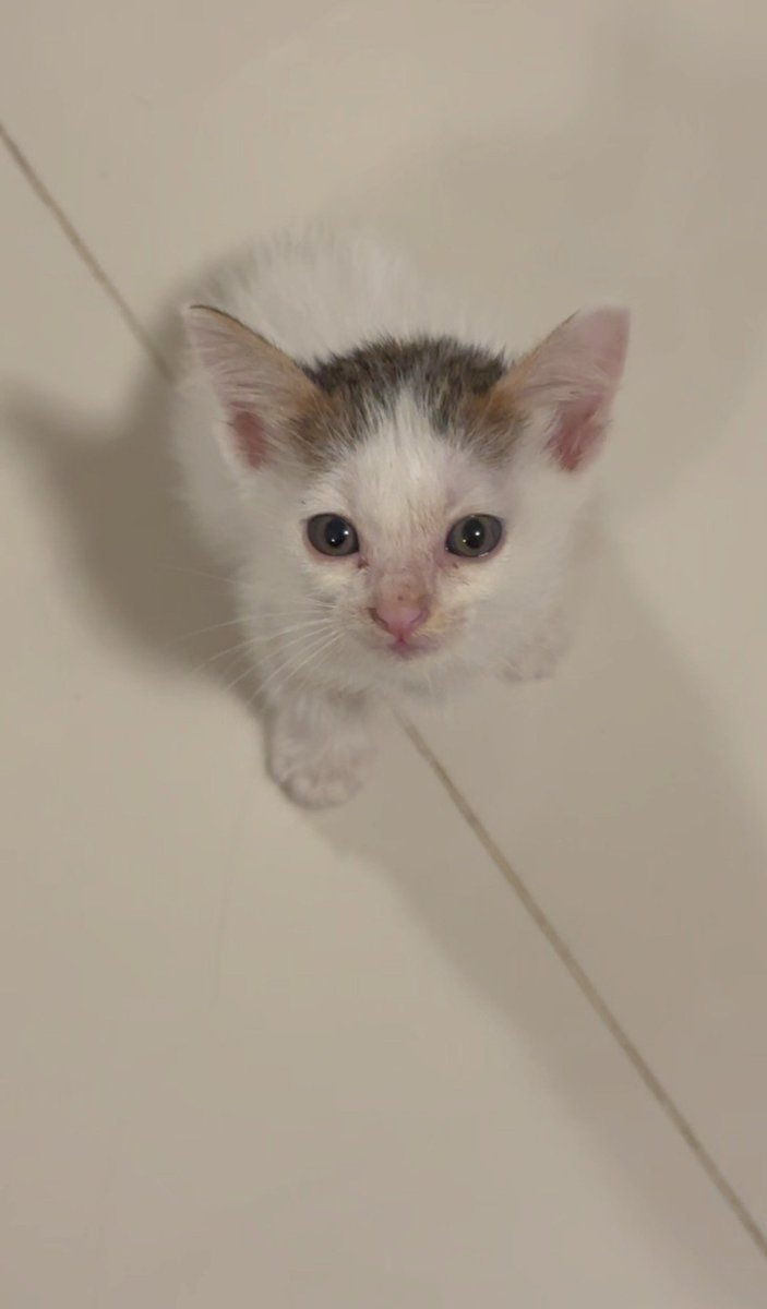CatsterClub's tweet photo. 🏠 หาบ้านให้น้องแมว 🏠 (ฝากประกาศ)

น้องแมว อายุ 1 เดือน
เพศเมียสีขาวเทาเยอะ
เพศผู้สีขาวเทาน้อย
น่ารัก เชื่องมากแล้วด้วยค่ะ 

สนใจทักแชท 
หรือติดต่อ 098-419-2288 คุณนิด
ใครสนใจ พร้อมทำหมัน ทำวัคซีนให้ฟรีนะคะ
ส่งให้ในกรุงเทพ หรือต่างจังหวัด

ใครสนใจรับดูแลติดต่อหาเจ้าของได้เลยนะคะ หรือ ช่วยกันรีกระจายข่าวก็ได้ค่า มาช่วยกันหาบ้านอันอบอุ่นให้น้องกันนะคะ