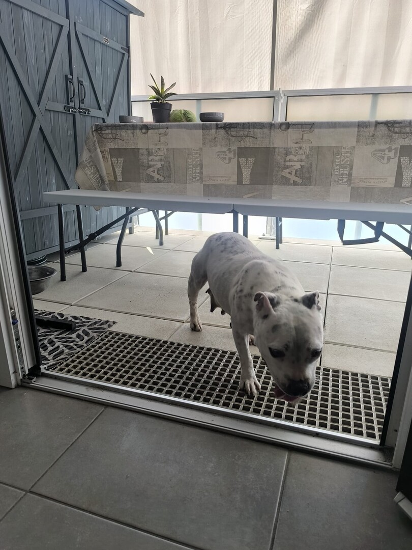 vigipets's tweet photo. 🟠 🐶 Chien perdu le 03/06/2026 à Lormont (33310).
Race : Staffordshire Bull Terrier / Âge : 6 an(s)
Romy / Femelle / Identifié(e) : Oui

☎️ 0650268919
📧  diablo1806.dd@gmail.com

#chienperdu #chientrouve #chien #perdu #trouve https://t.co/8BjdGhdPAx