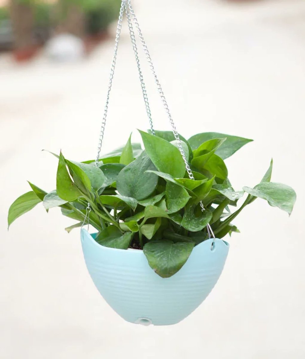 nehaips's tweet photo. Pro tip for your pothos! Let the top 2 inches of soil dry out before watering – it’ll keep those trailing vines lush u0026 happy https://t.co/3ZAzjfMeLY