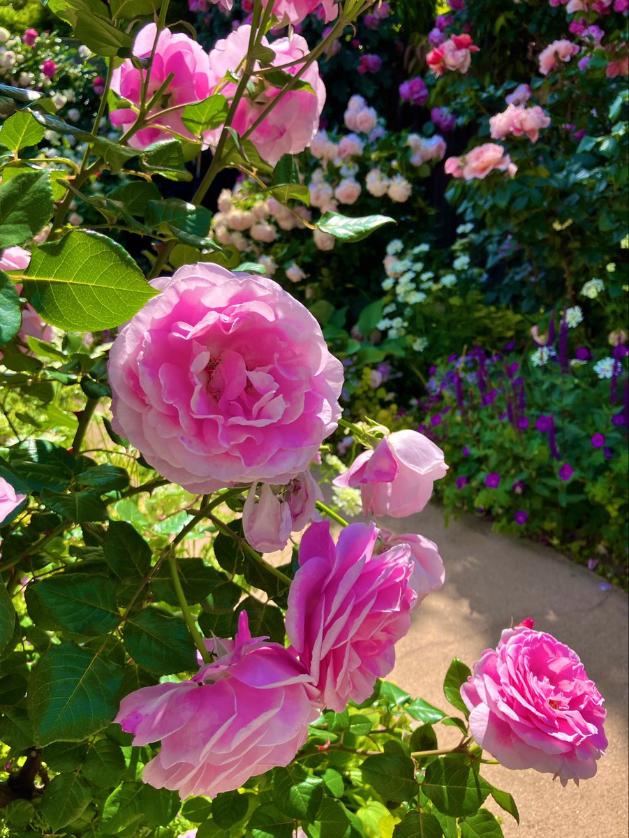 X5M68's tweet photo. こんにちは☀️
まだ朝晩は、ひんやりしますね💧

亡くなった犬の遺品を整理して、寄付できるものを届けてきました^ ^
もっと早くできたら良かったのですが、なかなか決断できなくて。

いつも、ありがとうございます✨✨
佳き週末をお過ごしくださいね☺️

#薔薇
#横浜イングリッシュガーデン https://t.co/nzeSaSHfJQ