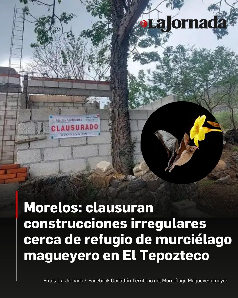 lajornadaonline's tweet photo. La Comisión Nacional de Áreas Naturales Protegidas, en coordinación con la dirección del Parque Nacional El Tepozteco y la Profepa, realizó un operativo en la cueva de Oztuyehualco —antes llamada Cueva del Diablo y considerada el único refugio de apareamiento conocido en Morelos del murciélago magueyero mayor.

Donde se efectuaron 18 notificaciones a propietarios de viviendas y clausuró construcciones ubicadas dentro de la región.

Lee la nota: https://t.co/SFdyAeSm4v