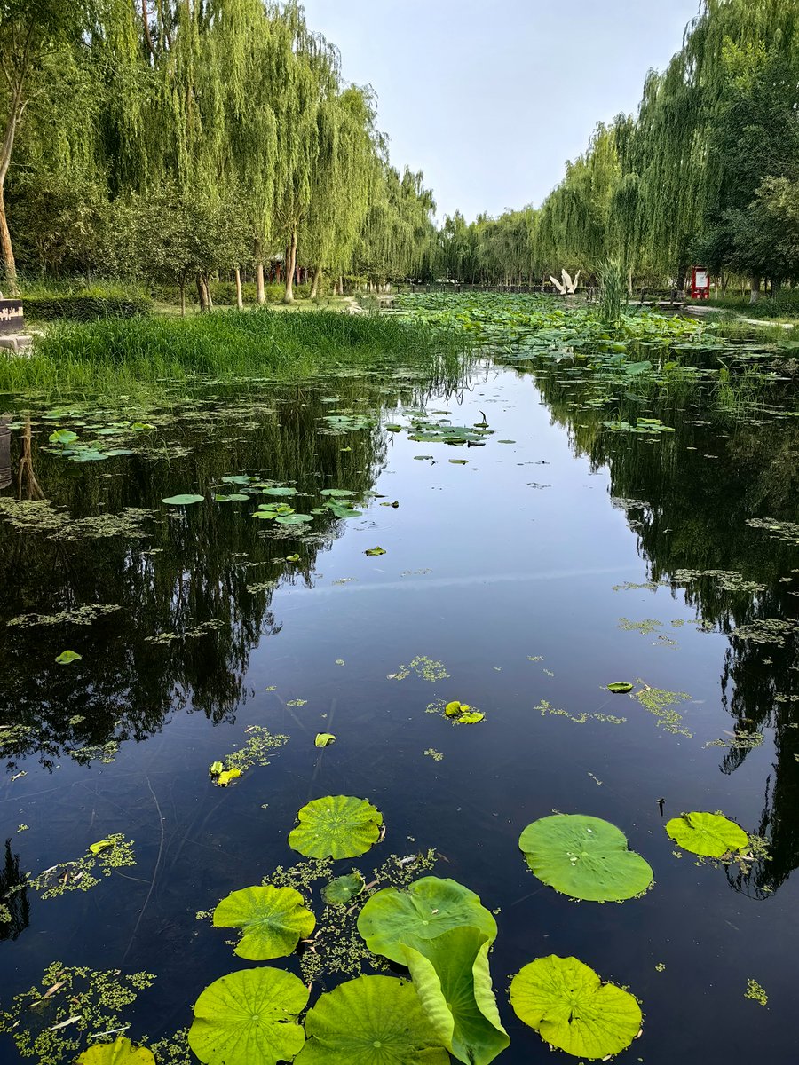 hynghuki's tweet photo. 荷叶叠翠，荷花娉婷立于碧水之间，历经泥水滋养，却容颜洁净、风骨端然。 https://t.co/uF1KSq3iWb