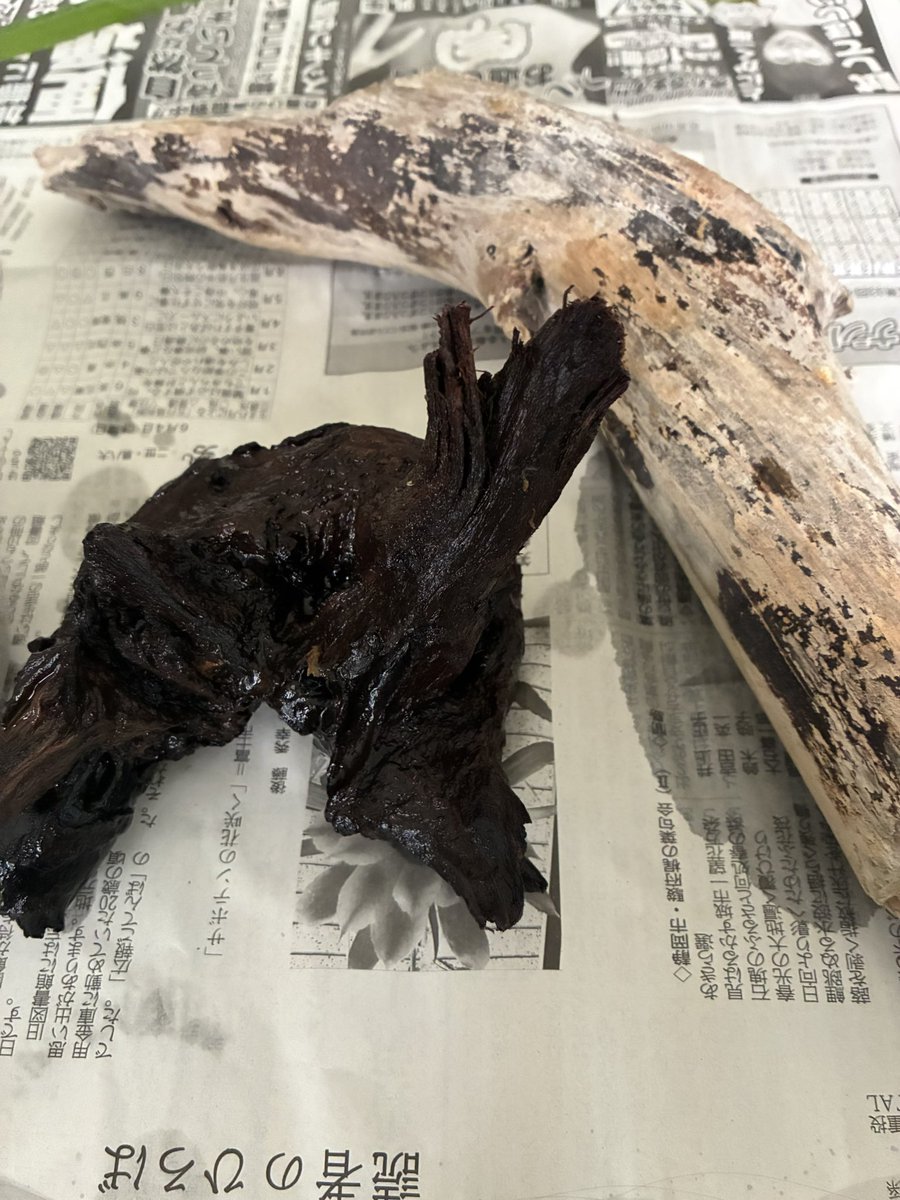 herusii's tweet photo. 海で拾った流木と水槽に入れようと思って買って使ってなかった流木 https://t.co/9oWQKy41XT