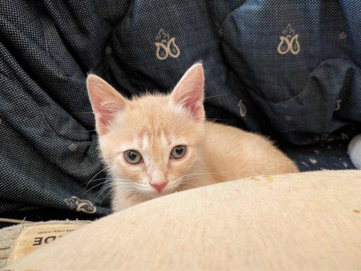 Graywindmsgo's tweet photo. 4匹目いると結構大変だな。
まぁ子猫だから手がかかってるだけの可能性はあるけど

あと猫用トイレ見直さないといけないな数と場所を https://t.co/OQgKhLKj7G