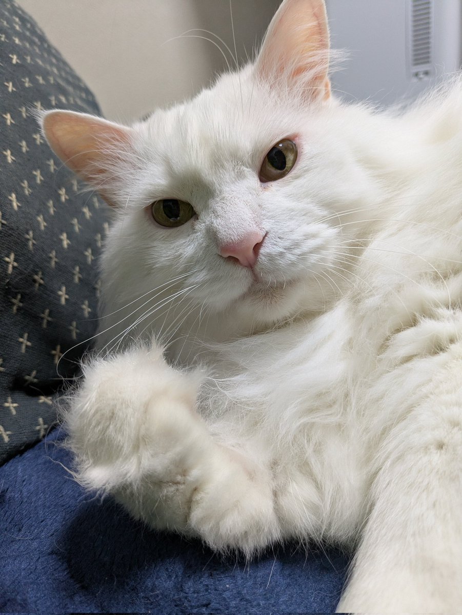 Graywindmsgo's tweet photo. 4匹目いると結構大変だな。
まぁ子猫だから手がかかってるだけの可能性はあるけど

あと猫用トイレ見直さないといけないな数と場所を https://t.co/OQgKhLKj7G