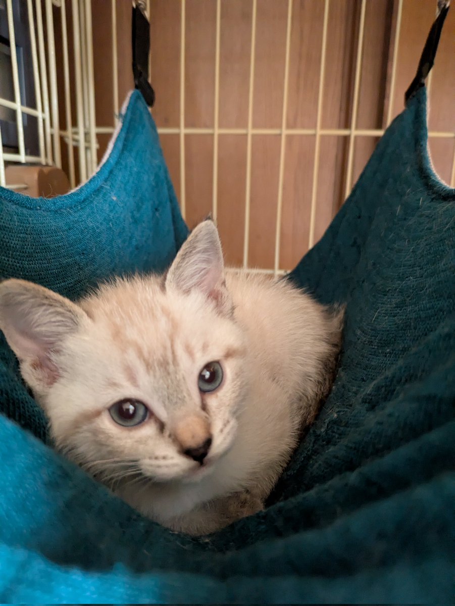 Graywindmsgo's tweet photo. 4匹目いると結構大変だな。
まぁ子猫だから手がかかってるだけの可能性はあるけど

あと猫用トイレ見直さないといけないな数と場所を https://t.co/OQgKhLKj7G