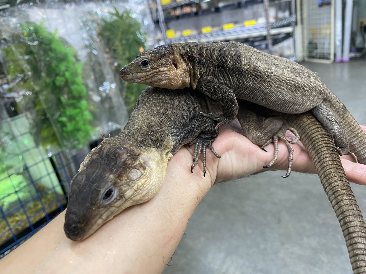 peponi_minato's tweet photo. 【新着生体‼️】

･グランカナリアカナヘビ  国内CB
（ジャイアントガロティア）

世界最大級のカナヘビ‼️
今回はペアでの入荷です✨️
成体は最大で約80cmになるとも言われ、そのボリューム感はテグーを彷彿とさせます。果物や野菜も好んで食べます🍌トリオで在庫してます♪
【つき】
#みなとペポニ https://t.co/5bte8XgMxm