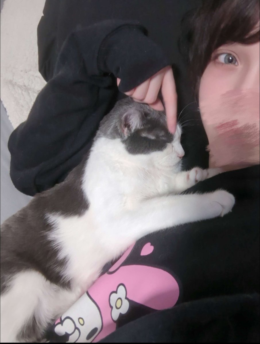 cielcchi's tweet photo. Happy hug a cat day(?) https://t.co/Yo4gfGCcL7