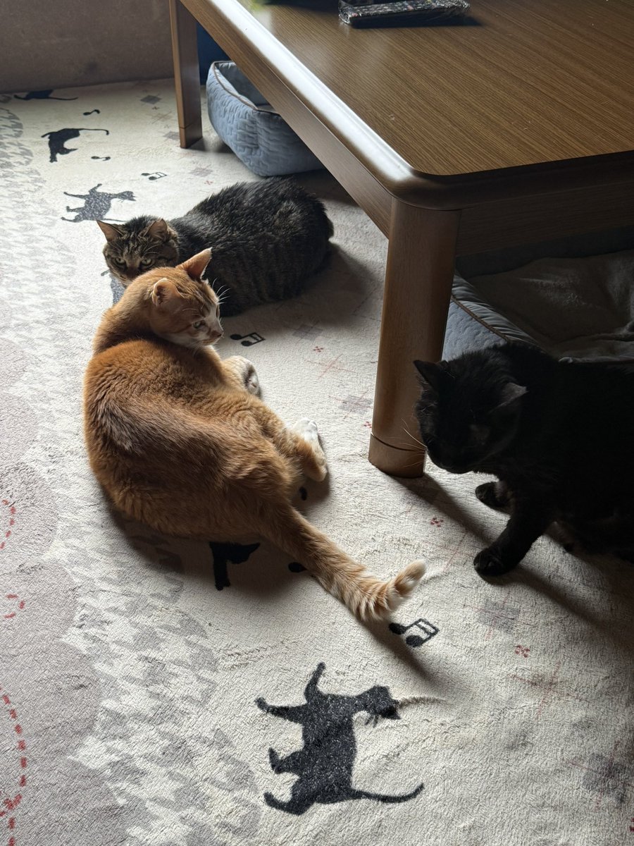 _Npho_'s tweet photo. 実家の猫3人で井戸端会議しとった https://t.co/hQQb8rh7KF