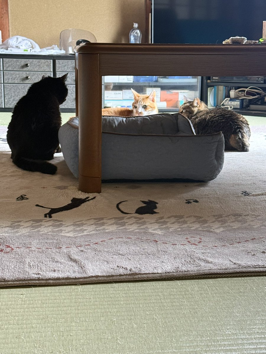 _Npho_'s tweet photo. 実家の猫3人で井戸端会議しとった https://t.co/hQQb8rh7KF